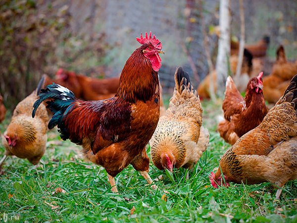 Породы куриц | ЗооТом - продажа, вязка и услуги для животных в Кашире