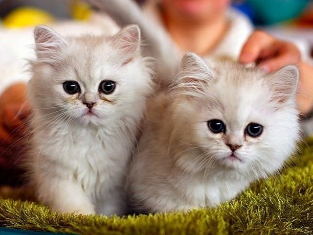Породы кошек в Кашире | ЗооТом портал о животных