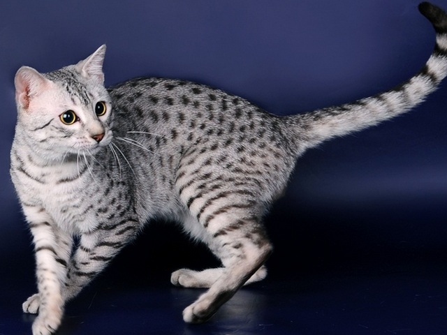 Породы кошек в Кашире | ЗооТом портал о животных