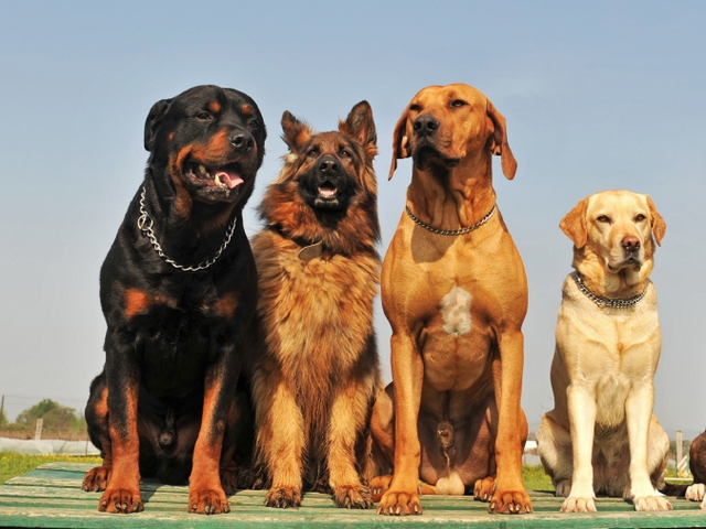 Крупные породы собак в Кашире | ЗооТом портал о животных